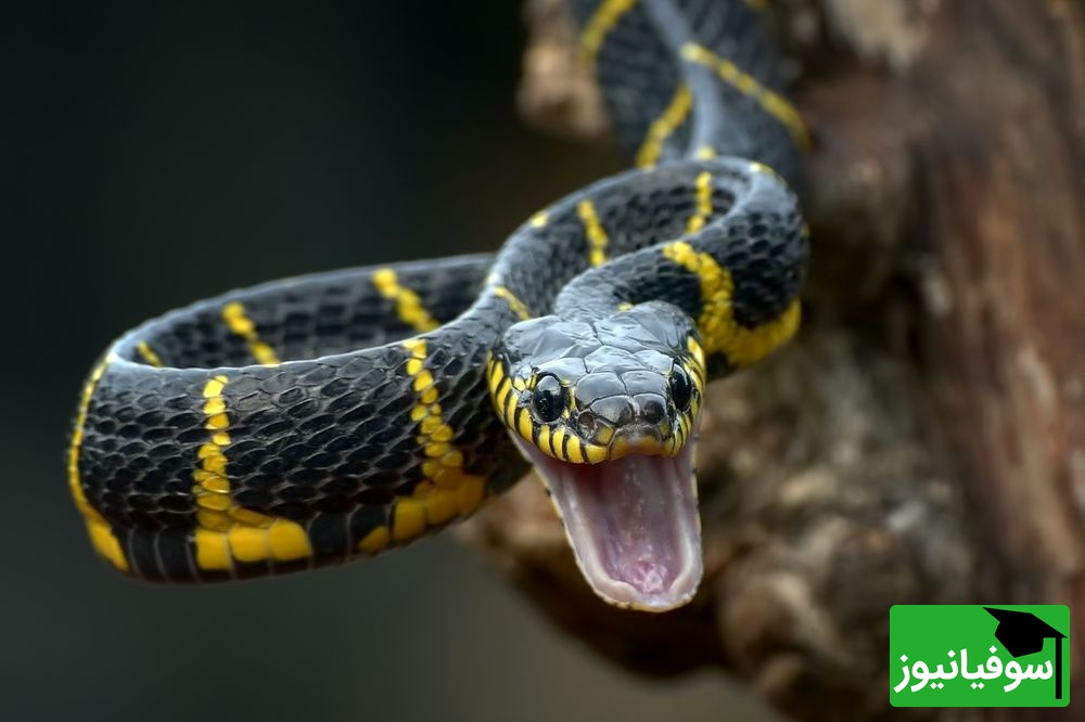 (ویدیو) مار خاکستری در لحظه‌ای وحشتناک در حال بلعیدن پرنده مقلد/ یک جنگ وحشیانه در دل طبیعت جایی که بقا تنها به سرعت و قدرت بستگی دارد!