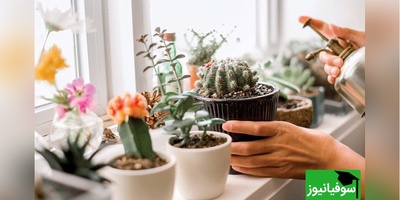 دلیل خراب شدن گل و گیاه بعد از خرید و نگهداری در خانه؟  با این راهکار ساده نزارید گل هاتون آسیب ببینن+ ویدئو