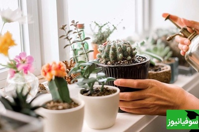 دلیل خراب شدن گل و گیاه بعد از خرید و نگهداری در خانه؟  با این راهکار ساده نزارید گل هاتون آسیب ببینن+ ویدئو