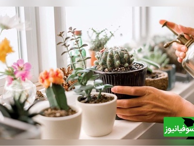 دلیل خراب شدن گل و گیاه بعد از خرید و نگهداری در خانه؟  با این راهکار ساده نزارید گل هاتون آسیب ببینن+ ویدئو
