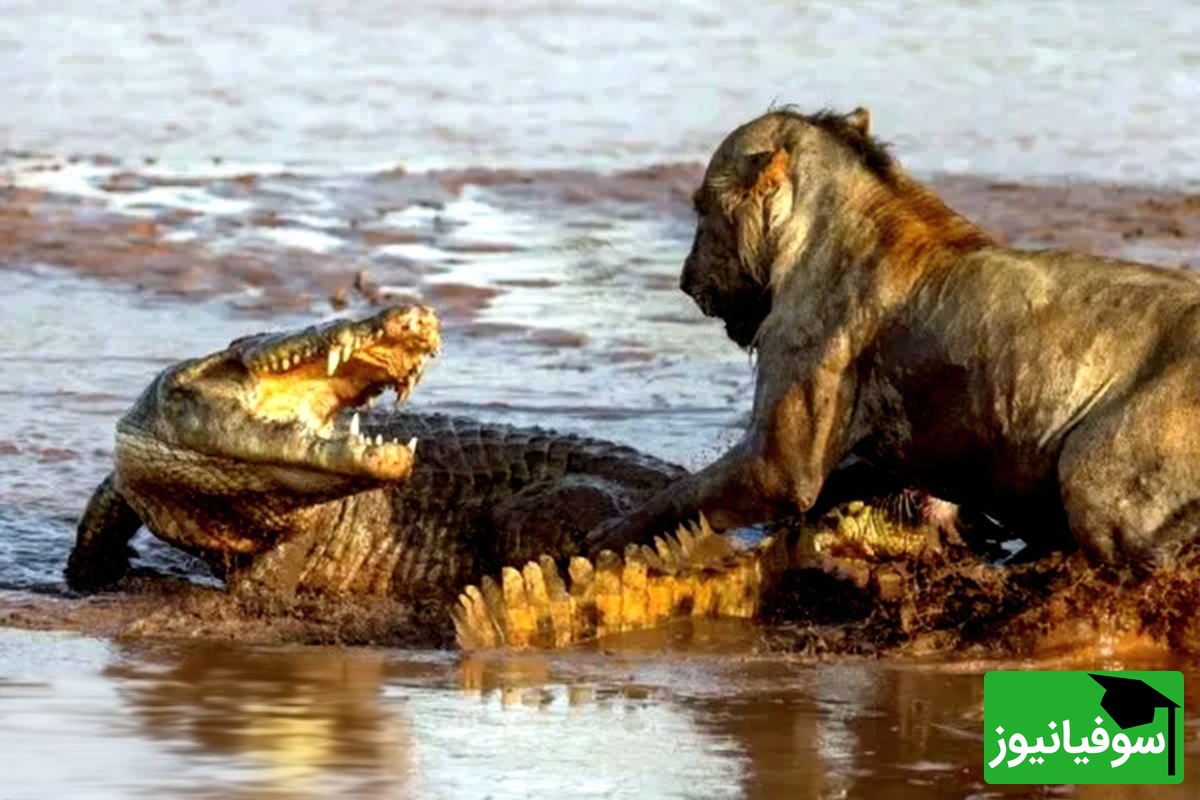 (ویدئو) مستندحیات‌وحش: تقابل دو سلطان؛ نبرد پرتنش شیر و کروکودیل بر سر مرز خشکی و آب