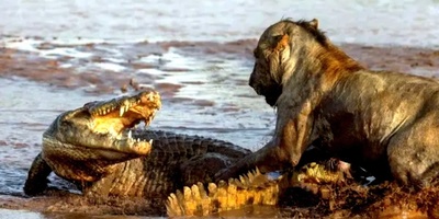 (ویدئو) مستندحیات‌وحش: تقابل دو سلطان؛ نبرد پرتنش شیر و کروکودیل بر سر مرز خشکی و آب