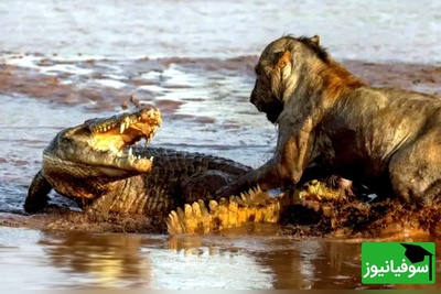(ویدئو) مستندحیات‌وحش: تقابل دو سلطان؛ نبرد پرتنش شیر و کروکودیل بر سر مرز خشکی و آب
