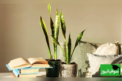 روشهای مؤثر برای جلوگیری از لوله شدن برگهای سانسوریا — با مراقبت درست، طراوت و زیبایی این گیاه مقاوم را حفظ کنید+ عکس