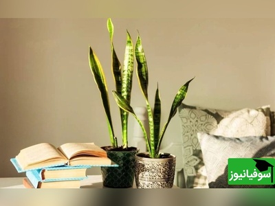 روش‌های مؤثر برای جلوگیری از لوله شدن برگ‌های سانسوریا — با مراقبت درست، طراوت و زیبایی این گیاه مقاوم را حفظ کنید+ عکس