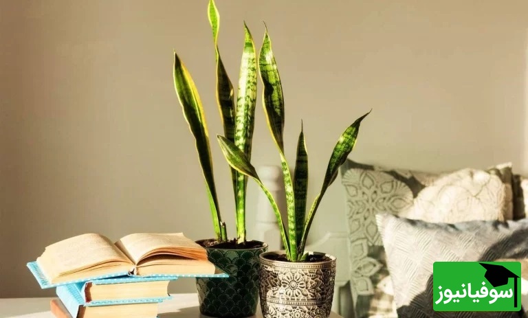 روش‌های مؤثر برای جلوگیری از لوله شدن برگ‌های سانسوریا — با مراقبت درست، طراوت و زیبایی این گیاه مقاوم را حفظ کنید+ عکس