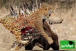مستند حیات وحش حیوانات/ نبرد طاقت فرسای پلنگ با جوجه تیغی