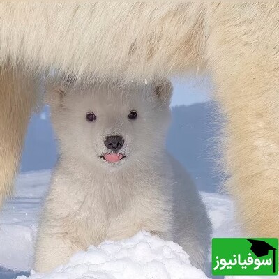 خطای دید/ حتی افرادی با ضریب هوشی بالا نمی‌توانند در 4 ثانیه خرس‌قطبی را از بین پانداها پیدا کنند