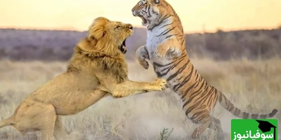 (ویدئو) مستند حیات وحش، راز بقا؛ صحنه نادر نبرد هولناک شیر و ببر در قفس
