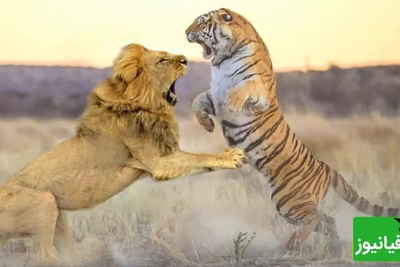 (ویدئو) مستند حیات وحش، راز بقا؛ صحنه نادر نبرد هولناک شیر و ببر در قفس
