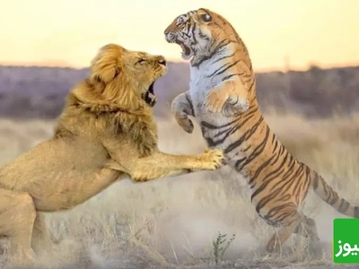 (ویدئو) مستند حیات وحش، راز بقا؛ صحنه نادر نبرد هولناک شیر و ببر در قفس