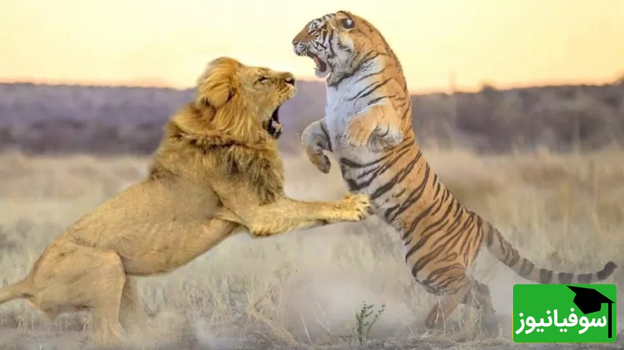 (ویدئو) مستند حیات وحش، راز بقا؛ صحنه نادر نبرد هولناک شیر و ببر در قفس