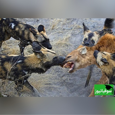 (ویدئو) مستند حیات وحش حیوانات/ راز بقا، این داستان: نبرد نفس‌گیر کفتار و سگ های وحشی