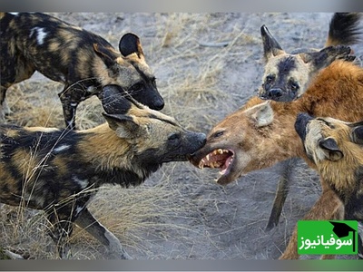 (ویدئو) مستند حیات وحش حیوانات/ راز بقا، این داستان: نبرد نفس‌گیر کفتار و سگ های وحشی