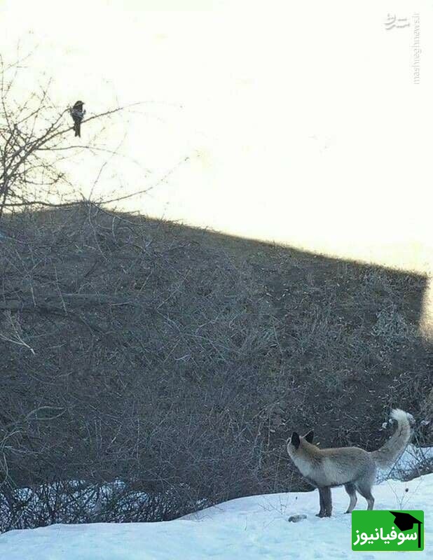 روباه و زاغ