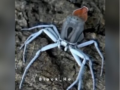 (ویدئو) لحظه‌ای حیرت‌انگیز از پوست اندازی عنکبوت شنی 6 چشم