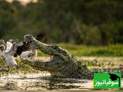 (ویدئو) مستند حیات وحش حیوانات/ راز بقا، این داستان: بقا در پانتانال؛ ضیافت خونین تمساح‌ها