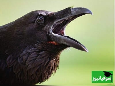 (ویدئو) هوش و ذکاوت باورنکردنی این کلاغ در حل معما را ببینید