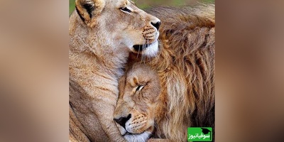 (ویدئو)ویژه علاقه مندان به مستند حیات وحش حیوانات/ راز بقا، این داستان: فداکاری و حمایت از زن و بچه به سبک شیر عاشق
