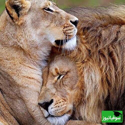 (ویدئو)ویژه علاقه مندان به مستند حیات وحش حیوانات/ راز بقا، این داستان: فداکاری و حمایت از زن و بچه به سبک شیر عاشق