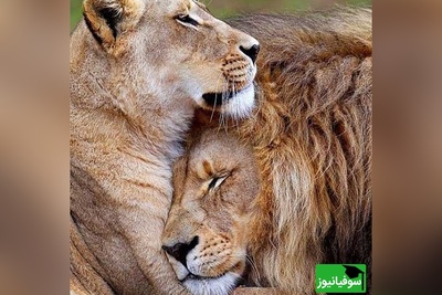 (ویدئو)ویژه علاقه مندان به مستند حیات وحش حیوانات/ راز بقا، این داستان: فداکاری و حمایت از زن و بچه به سبک شیر عاشق