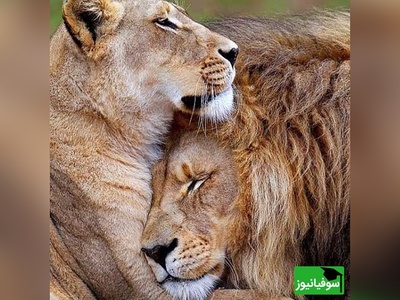 (ویدئو)ویژه علاقه مندان به مستند حیات وحش حیوانات/ راز بقا، این داستان: فداکاری و حمایت از زن و بچه به سبک شیر عاشق