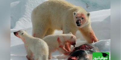 (ویدیو) درامی واقعی در جنگل!/ عملیات پرهیجان نجات خرس گرفتار در جعبه فلزی به ثمر نشست