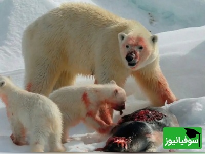 (ویدیو) درامی واقعی در جنگل!/ عملیات پرهیجان نجات خرس گرفتار در جعبه فلزی به ثمر نشست