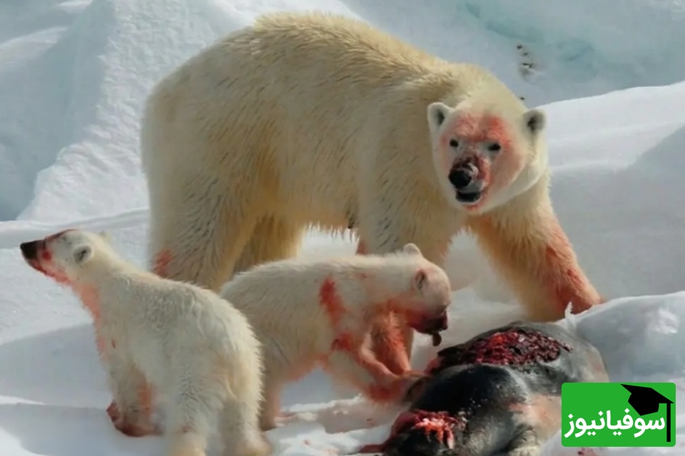 (ویدیو) درامی واقعی در جنگل!/ عملیات پرهیجان نجات خرس گرفتار در جعبه فلزی به ثمر نشست