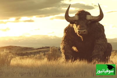 (ویدئو) مستند حیات وحش حیوانات/ این داستان: فداکاری برای همسر به سبک بوفالو