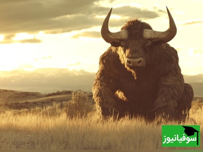 (ویدئو) مستند حیات وحش حیوانات/ این داستان: فداکاری برای همسر به سبک بوفالو