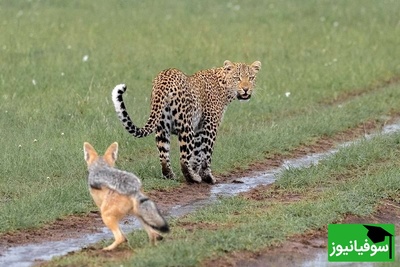(ویدئو) حیات وحش ؛ مستند حیات وحش/ راز بقا، این داستان: حمله مرگبار پلنگ به شغال در حال استراحت