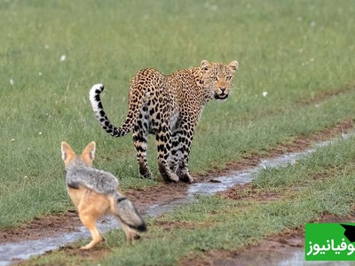 (ویدئو) حیات وحش ؛ مستند حیات وحش/ راز بقا، این داستان: حمله مرگبار پلنگ به شغال در حال استراحت