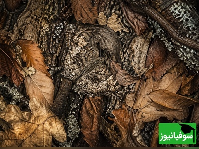 خطای دید عجیب؛ فقط افراد با تمرکز بالا این پروانه را سریع پیدا می‌کنند؛ تو هم می‌توانی؟