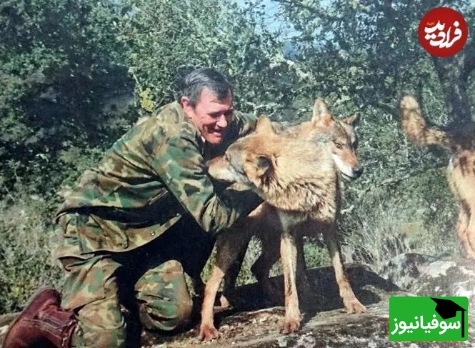 مردی در میان گرگ