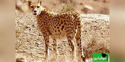 شگفتی بی نظیر مردم از مشاهده یوزپلنگ ایرانی با 4 توله، نخستین زادآوری مستند یوز آسیایی در میاندشت پس از یک دهه+ ویدیو