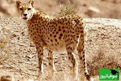 شگفتی بی نظیر مردم از مشاهده یوزپلنگ ایرانی با 4 توله، نخستین زادآوری مستند یوز آسیایی در میاندشت پس از یک دهه+ ویدیو