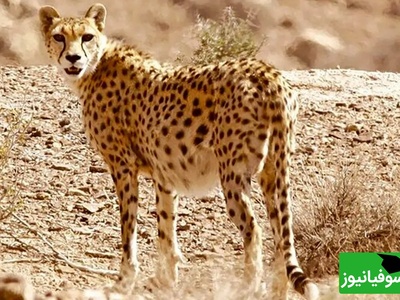 شگفتی بی نظیر مردم از مشاهده یوزپلنگ ایرانی با 4 توله، نخستین زادآوری مستند یوز آسیایی در میاندشت پس از یک دهه+ ویدیو