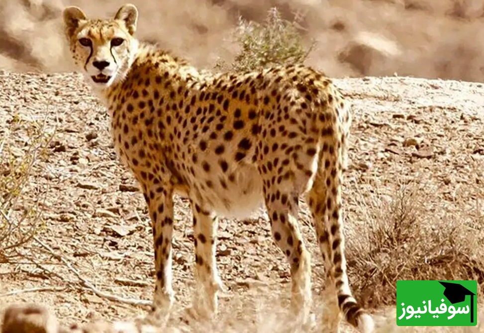 شگفتی بی نظیر مردم از مشاهده یوزپلنگ ایرانی با 4 توله، نخستین زادآوری مستند یوز آسیایی در میاندشت پس از یک دهه+ ویدیو