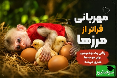 برای دیدن این ویدیو دستمال کاغذی کنارتون باشه/ این بچه میمون 5تا جوجه ناز رو تو جنگل به سرپرستی گرفت😍