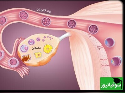 ویدیو / لحظه شگفت‌انگیز تخمک‌گذاری؛ نگاهی به فرآیندی که زندگی را می‌سازد!
