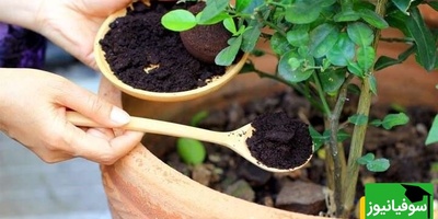 کود خانگی برای گل و گیاه فقط با مصرف قرص ال دی/با این روش گل های سرزنده و سالمی داری+ ویدیو