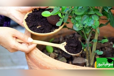 کود خانگی برای گل و گیاه فقط با مصرف قرص ال دی/با این روش گل های سرزنده و سالمی داری+ ویدیو