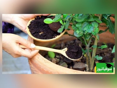 کود خانگی برای گل و گیاه فقط با مصرف قرص ال دی/با این روش گل های سرزنده و سالمی داری+ ویدیو