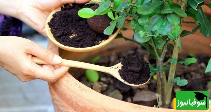 کود خانگی برای گل و گیاه فقط با مصرف قرص ال دی/با این روش گل های سرزنده و سالمی داری+ ویدیو