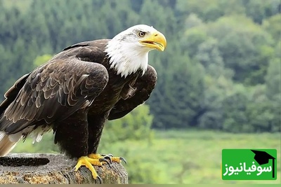 معمای خطای دید؛ اگه چشمای عقاب پیشت لنگ میندازه تو 5 ثانیه بگو که کدوم چکش و آچار فرانسه متفاوته؟!