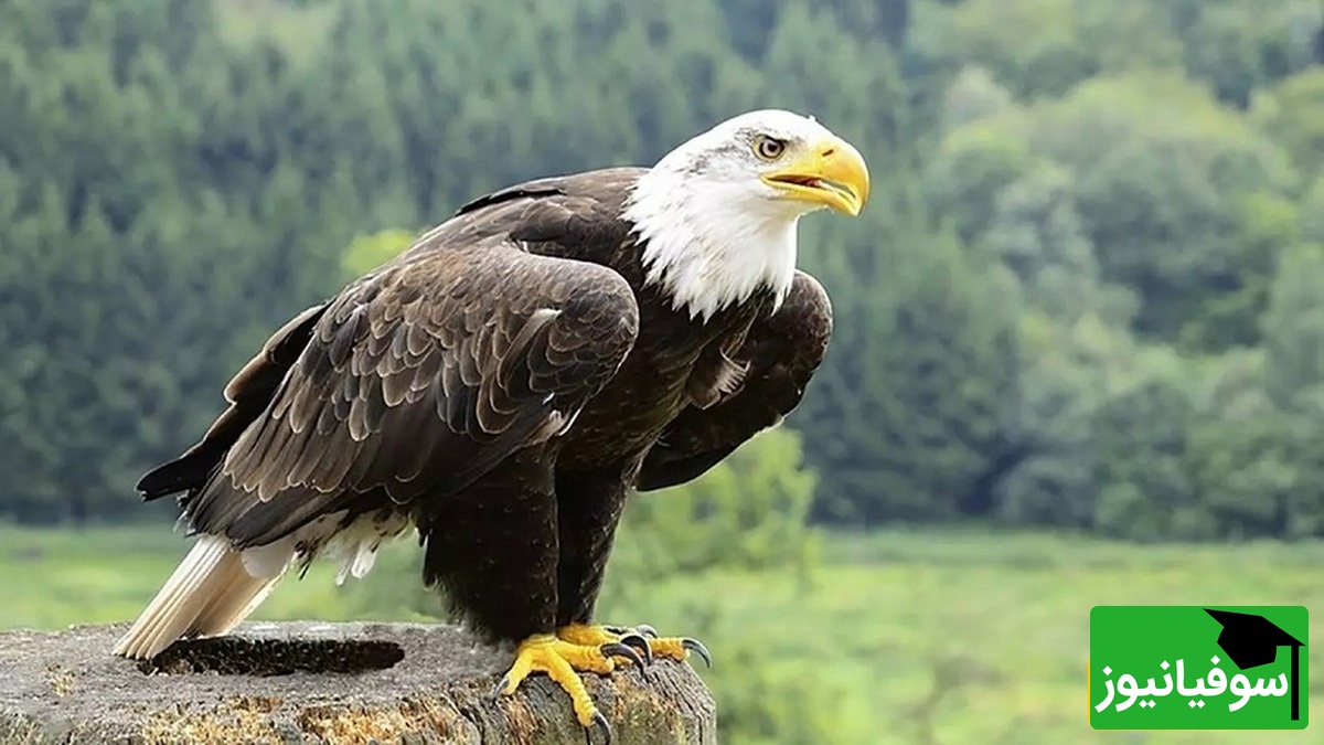 معمای خطای دید؛ اگه چشمای عقاب پیشت لنگ میندازه تو 5 ثانیه بگو که کدوم چکش و آچار فرانسه متفاوته؟!