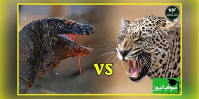 (ویدئو) مستند حیات وحش حیوانات/  نبرد نفس‌گیر پلنگ آمریکایی و اژدهای کومودوی وحشی