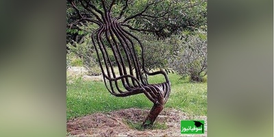 ویدیو| طراحی خلاقانه با طبیعت؛ صندلی‌هایی که در باغ شما رشد می‌کنند!
