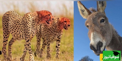 ویژه علاقه مندان به مستند حیات وحش حیوانات/ راز بقا، این داستان: نبرد نفس‌گیر  پلنگ وحشی و اُلاغ بیچاره